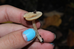 Lactarius glyciosmus