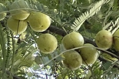 Phyllanthus emblica