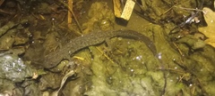 Triturus cristatus