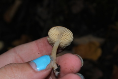 Lactarius glyciosmus