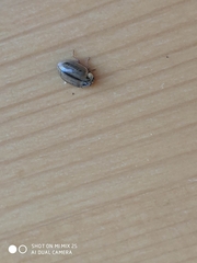 Aphidecta obliterata