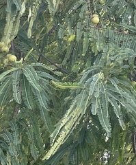 Phyllanthus emblica