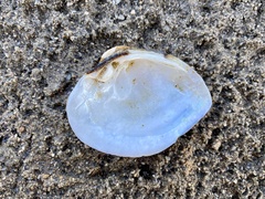 Truncilla truncata