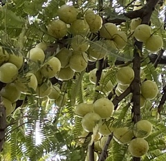 Phyllanthus emblica