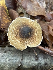 Lepiota griseovirens