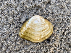 Truncilla truncata