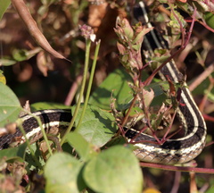 Thamnophis saurita