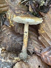 Lepiota griseovirens