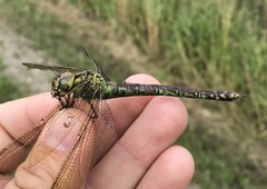 Aeshna viridis