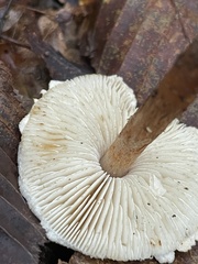 Lepiota griseovirens