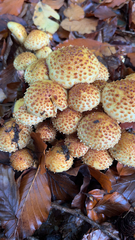 Pholiota