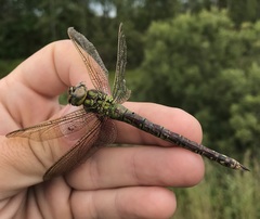 Aeshna viridis