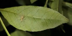Telamonia caprina