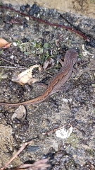 Lissotriton