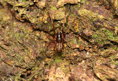 Lepthyphantes minutus