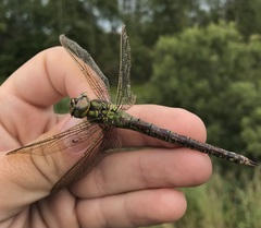 Aeshna viridis