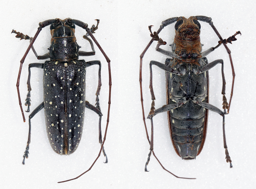 Taeniotes pulverulentus