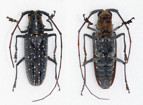 Taeniotes pulverulentus