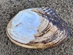 Lasmigona complanata