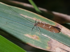 Athripsodes cinereus