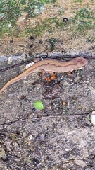 Lissotriton