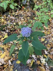 Symphyotrichum cordifolium