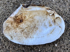 Lasmigona complanata