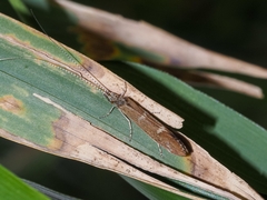 Athripsodes cinereus