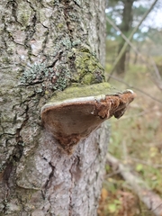 Phellinus tremulae