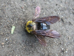 Xylocopa appendiculata circumvolans