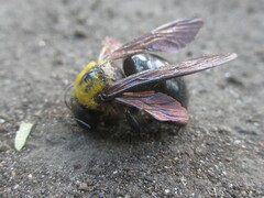 Xylocopa appendiculata circumvolans