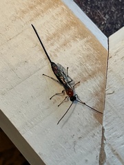 Braconinae
