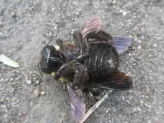 Xylocopa appendiculata circumvolans