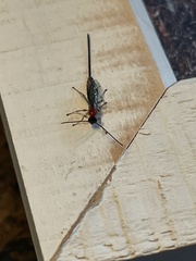 Braconinae