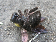 Xylocopa appendiculata circumvolans