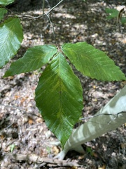Fagus