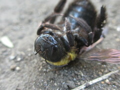 Xylocopa appendiculata circumvolans