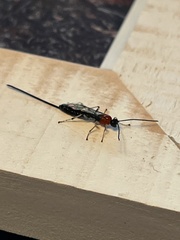 Braconinae