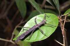 Creoxylus