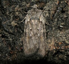 Lithophane antennata