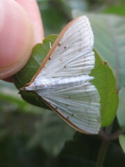 Palpita nigropunctalis