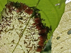 Thyrassia