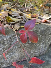 Parthenocissus
