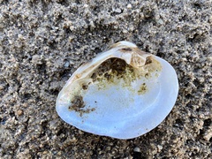 Truncilla truncata