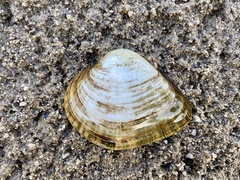 Truncilla truncata