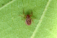 Araniella displicata