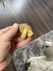 Xerocomellus pruinatus