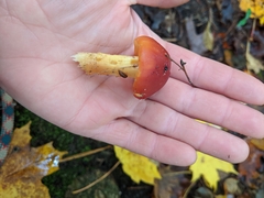 Hygrocybe punicea