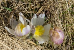Pulsatilla vernalis