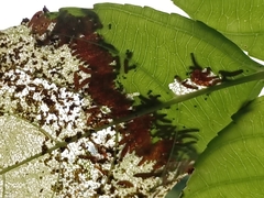 Thyrassia